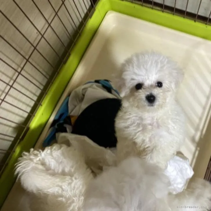 ID：2208-02173の子犬