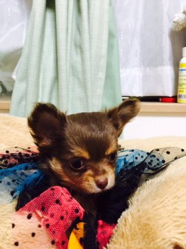 チワワ(ロング)【徳島県・男の子・2016年8月4日・チョコ&クリーム(ロング)】の写真「☆ママの愛情ひとりじめ・ぼくちゃまです（●＾o＾●」