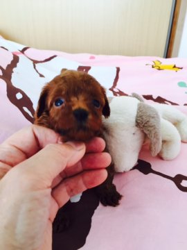 トイプードル(ティーカップ)【徳島県・男の子・2016年8月27日・濃いレッドです。ミスカラーはありません】の写真「可愛い3兄姉野次男君です( ^)o(^ )」