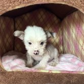 チャイニーズ・クレステッド・ドッグ