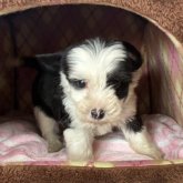 チャイニーズ・クレステッド・ドッグ