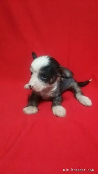 ID：1508-01166の子犬
