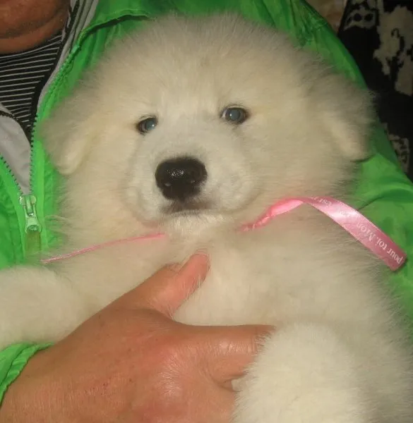 ID:1503-00442の子犬