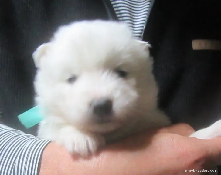 ID:1803-00968の子犬