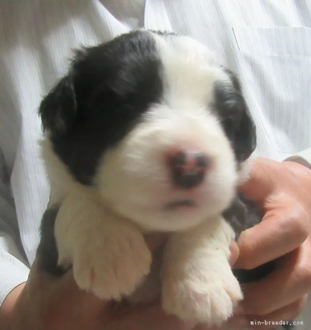 ID:1805-00547の子犬