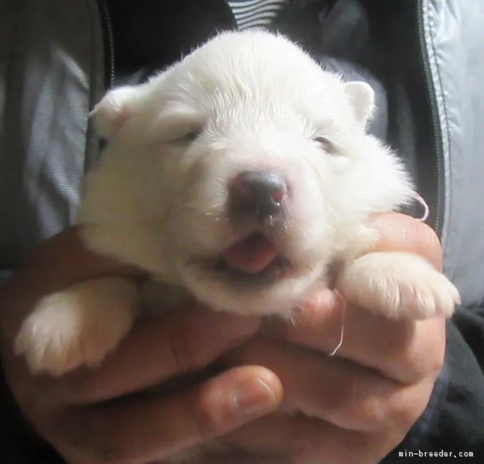 ID：1802-01854の子犬