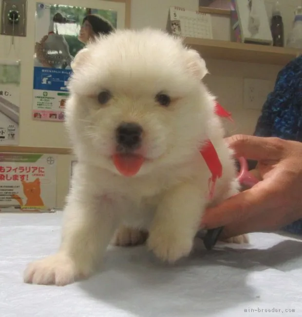 ID：1704-00115の子犬