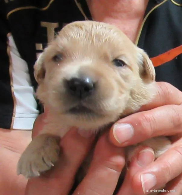 ID：2005-03337の子犬