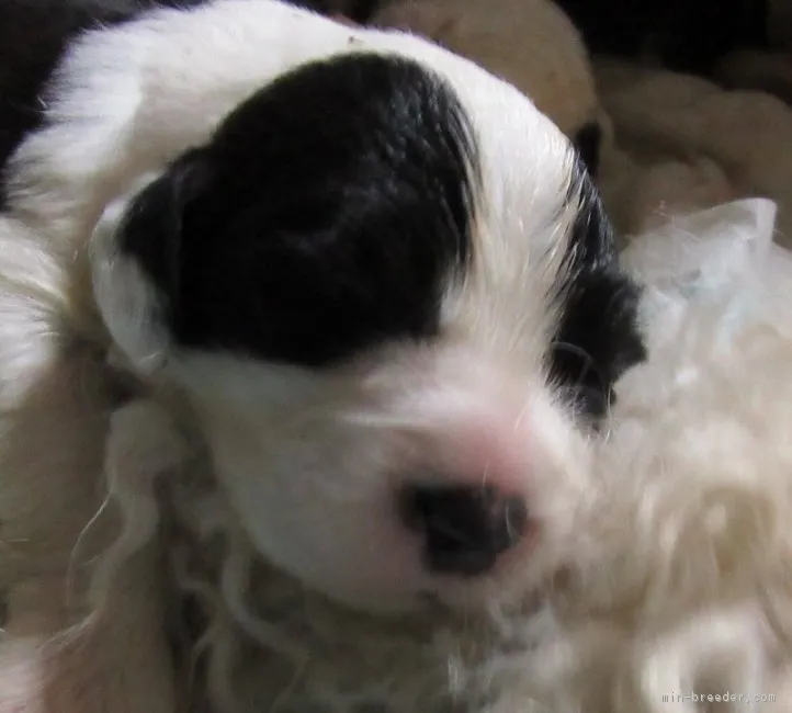 ID:1603-01564の子犬