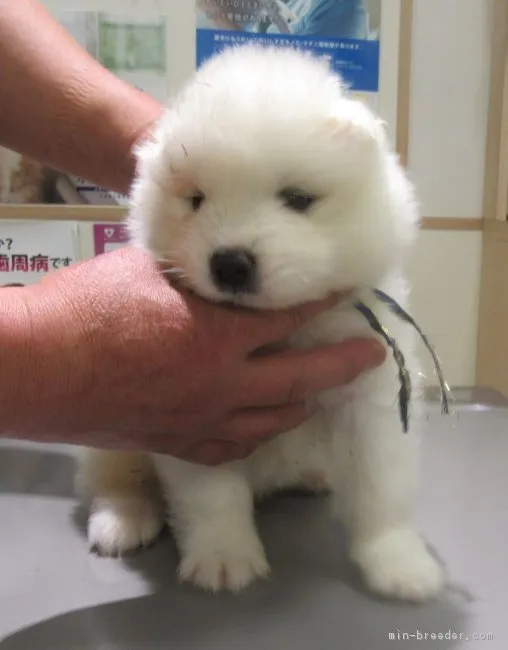 ID：1704-00442の子犬