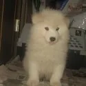 サモエド【香川県・男の子・2015年1月1日・ホワイト】の写真5
