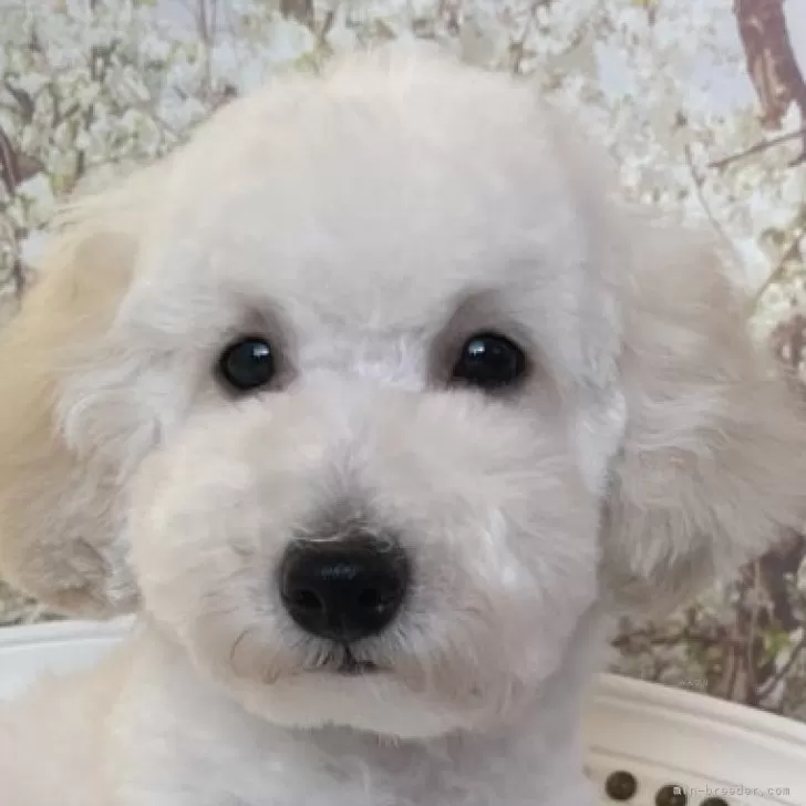 m.w 様のお迎えした子犬