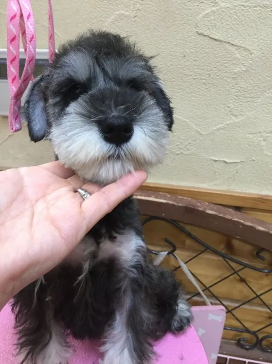 ID:1607-02009の子犬