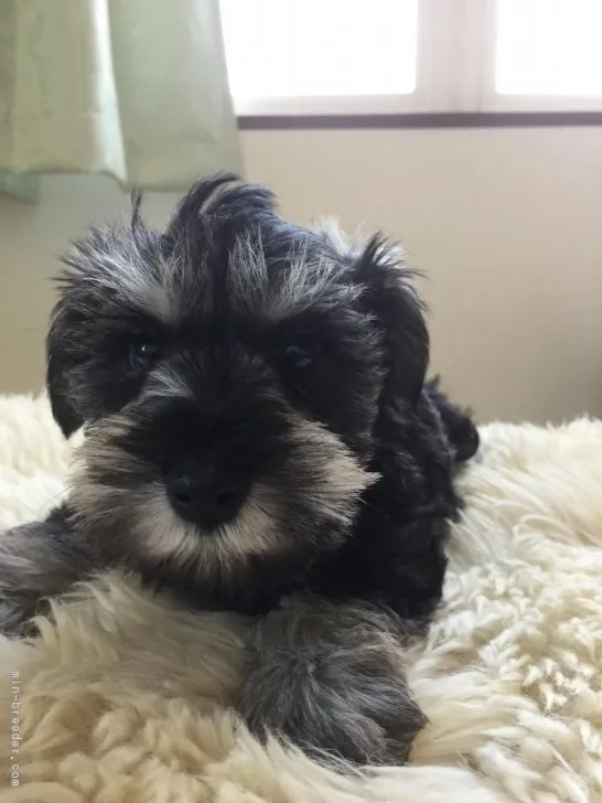 ID：1703-00641の子犬