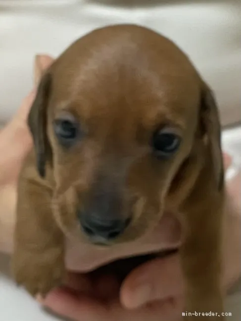 ID：2105-02552の子犬