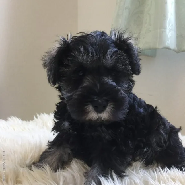 ID：1703-00646の子犬