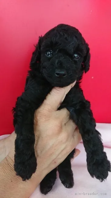 ID:1809-01241の子犬