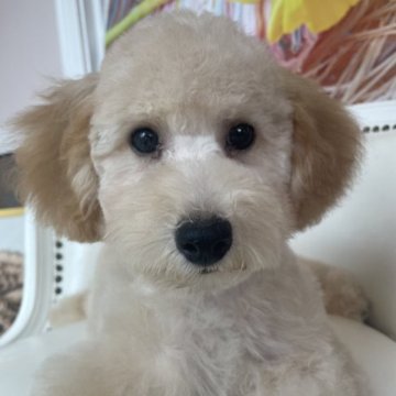 トイプードル(トイ)【埼玉県・男の子・2023年4月5日・アプリコット】の写真「くりくりとした目の可愛い仔犬」