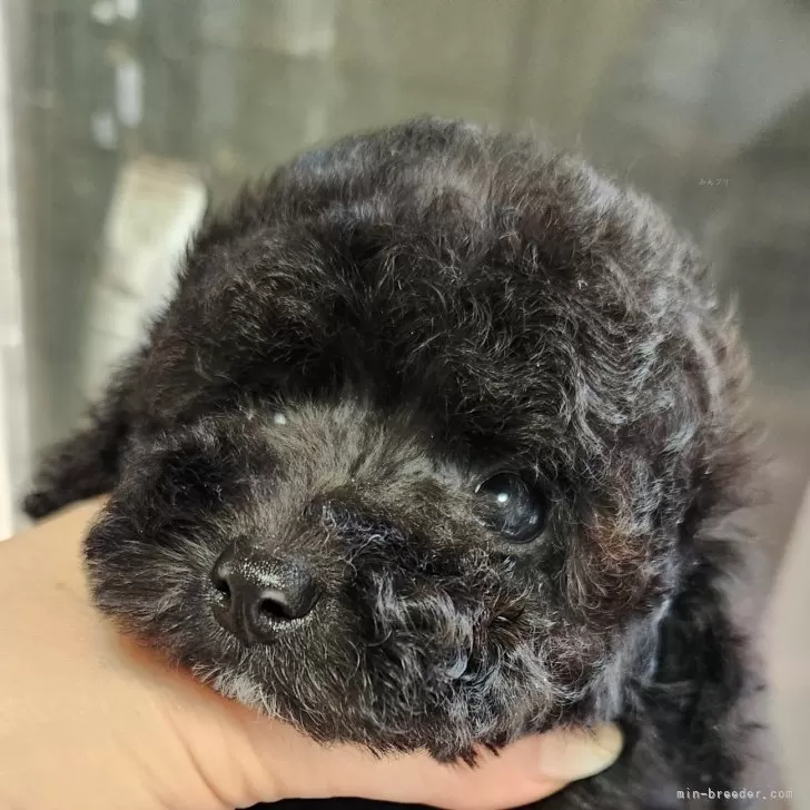 ID：2504-05180の子犬