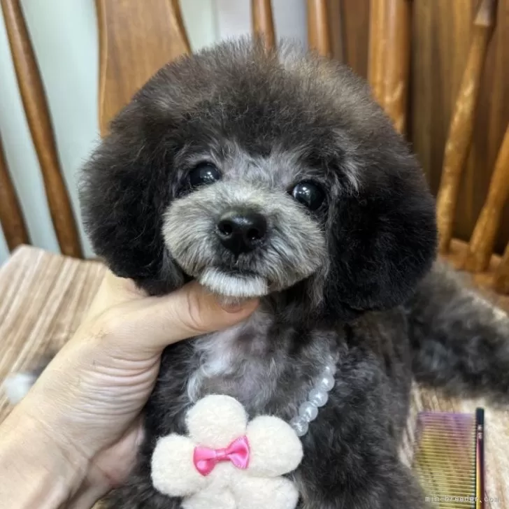 ID:2501-00867の子犬