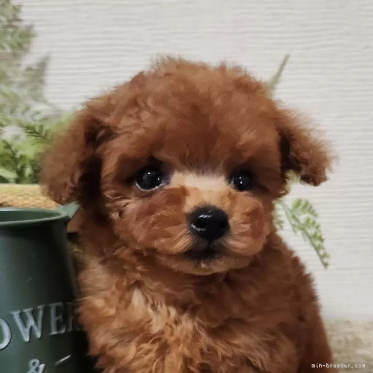 ID：2504-07943の子犬