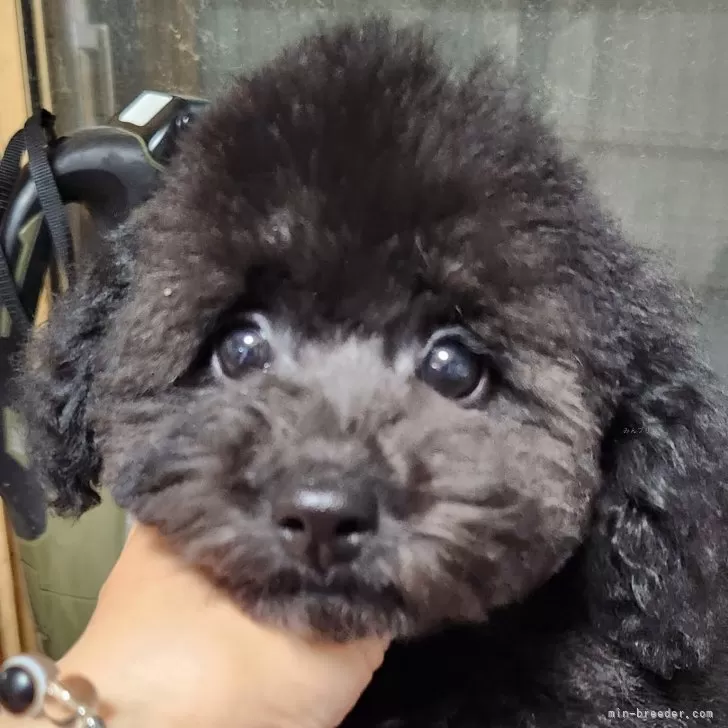 ID:2505-06314の子犬