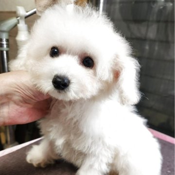 トイプードル(ティーカップ)【岡山県・男の子・2025年8月30日・ホワイト】の写真「ホワイトのおチビさん♡お目目の大きな子」