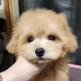 ティーカッププードル