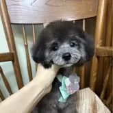 タイニープードル【岡山県・男の子・2024年11月9日・シルバー(グレー)】の写真1「三兄妹の男の子♡食欲旺盛でムチムチボディです♡」