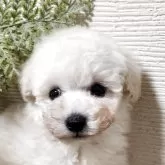 ティーカッププードル