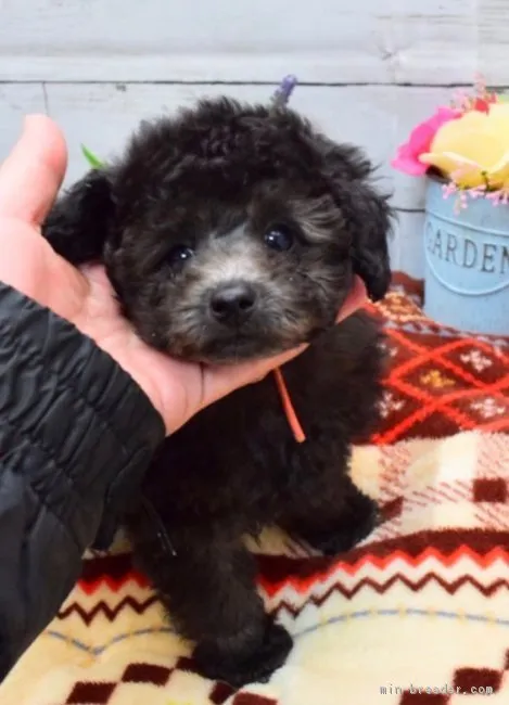 ID：1902-00793の子犬