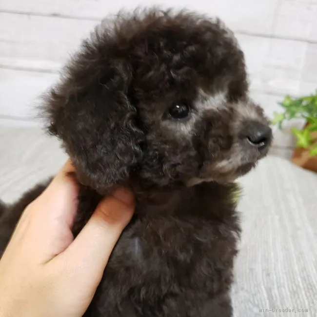 ID：1909-01793の子犬