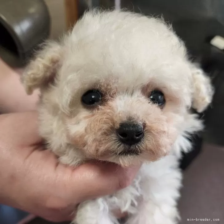 ID：2402-06715の子犬