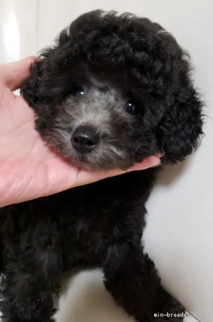 ID：1910-01911の子犬