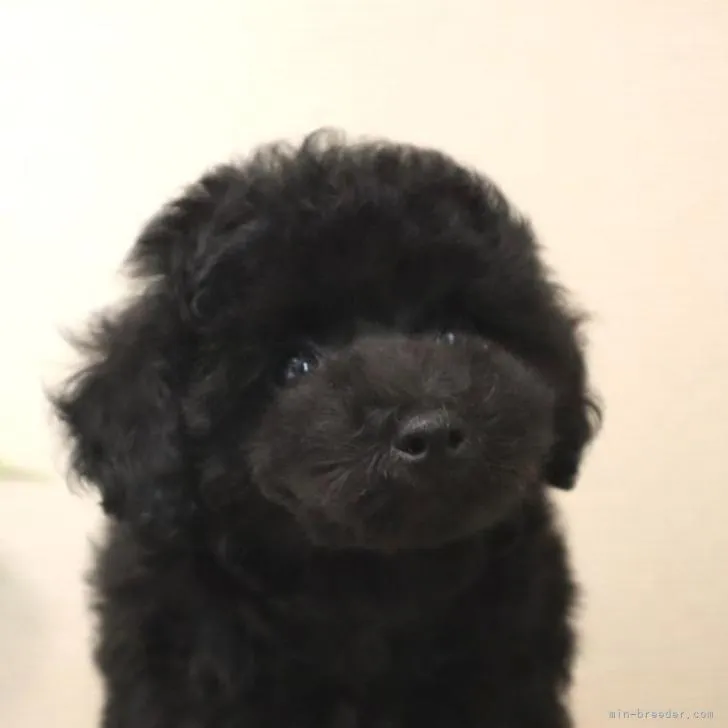 ID：2207-04643の子犬