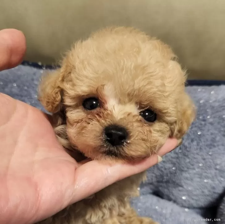 ID：2402-02407の子犬