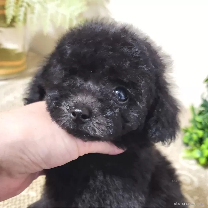 ID：2410-02128の子犬