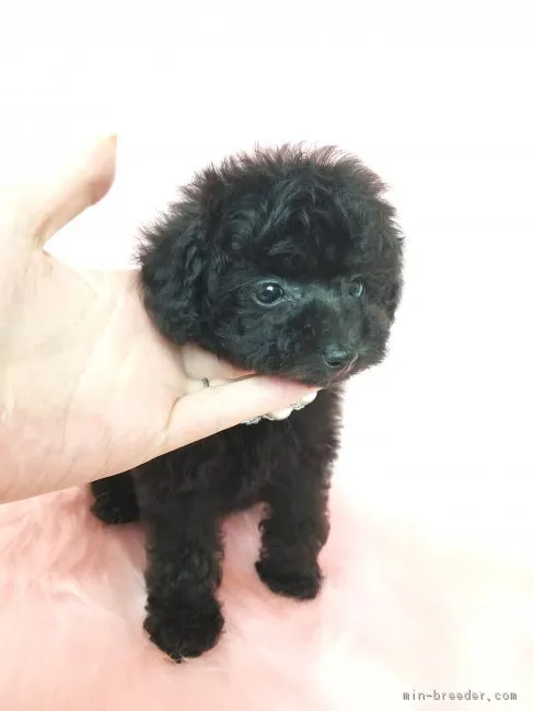 ID:1707-02069の子犬