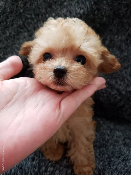 ID：2204-00969の子犬