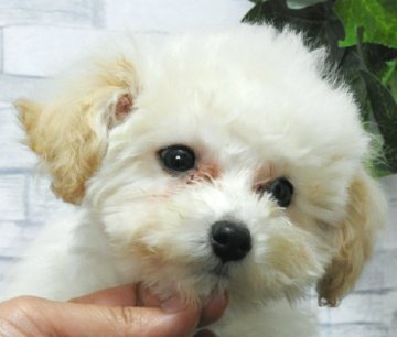トイプードル(ティーカップ)【岡山県・男の子・2017年12月29日・ホワイト (クリーム)】の写真「ティーサイズ予想♥ 5月31日時点で1.45キロ♥」