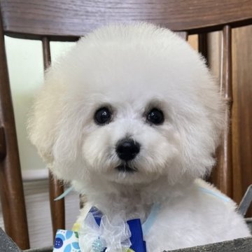 トイプードル(ティーカップ)【岡山県・男の子・2024年3月31日・ホワイト】の写真「★極小★目のクルクル可愛いホワイト君♡1.3キロ♡」
