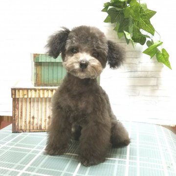 トイプードル(ティーカップ)【岡山県・男の子・2017年12月29日・シルバー】の写真「マイクロ〜ティーサイズ予想のシルバー君❤」