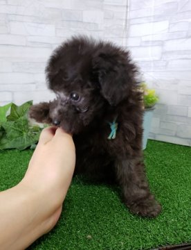 トイプードル(タイニー)【岡山県・男の子・2018年6月9日・シルバー】の写真「可愛いシルバーの男の子♡」