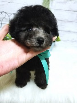 トイプードル(ティーカップ)【岡山県・男の子・2018年3月28日・シルバー】の写真「クリクリお目目の男の子❤両親とも綺麗なシルバー」