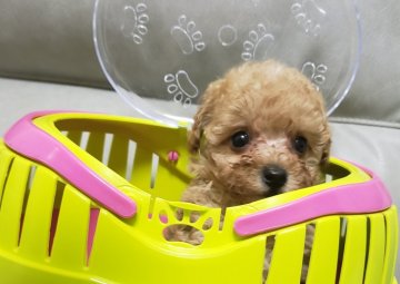 トイプードル(ティーカップ)【岡山県・男の子・2021年3月12日・アプリコット】の写真「♡目のクリクリした男の子♡」