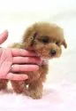 ティーカッププードル【岡山県・男の子・2017年12月17日・アプリコット】の写真3