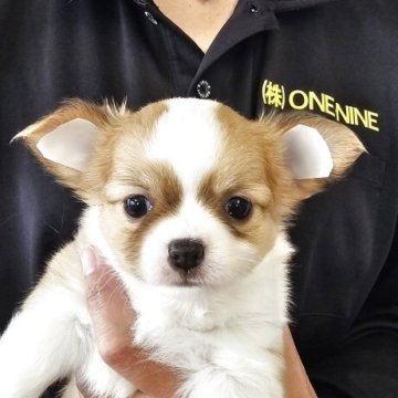 チワワ(ロング)【岡山県・男の子・2025年9月21日・フォーンホワイト】の写真「お父さんは米国産グランドアメリカチャンピオン」