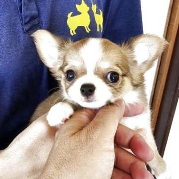 チワワ(ロング)【岡山県・男の子・2025年6月10日・レッドホワイト】の写真「G.AM.CH直仔の三男
8/14動画更新」