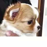 チワワ(ロング)【岡山県・男の子・2025年9月21日・フォーンホワイト】の写真2