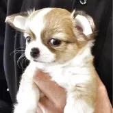 チワワ(ロング)【岡山県・男の子・2025年9月21日・フォーンホワイト】の写真2